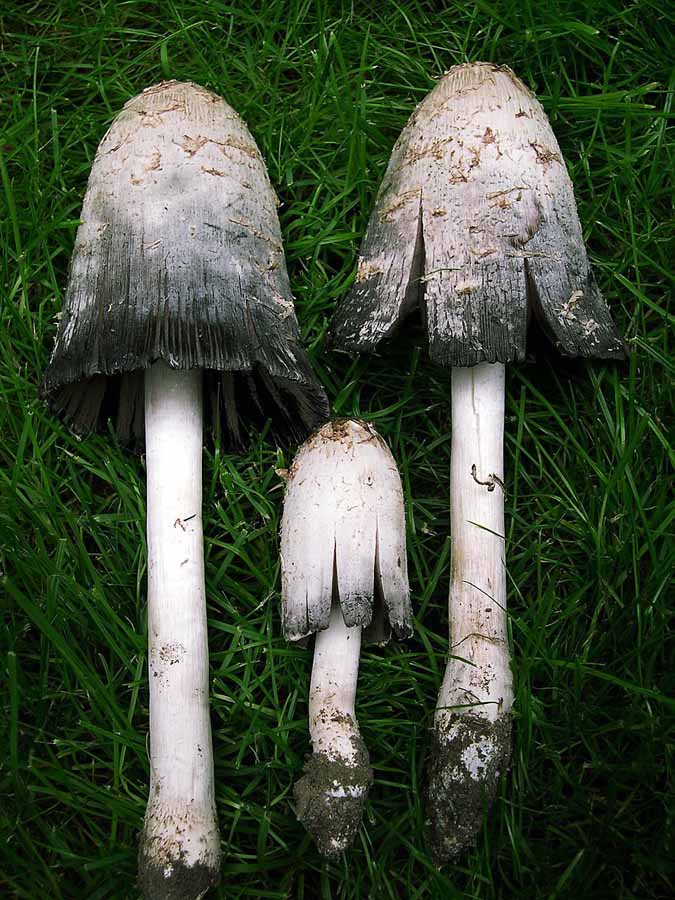Coprinus comatus.